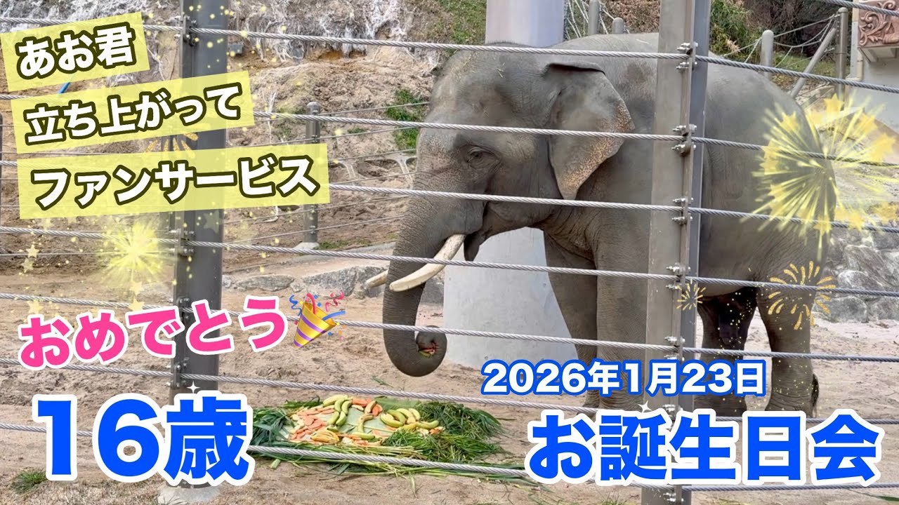 【㊗️あお君お誕生日会】わかばちゃんとゆずはママもお祝いに駆けつけました🎉