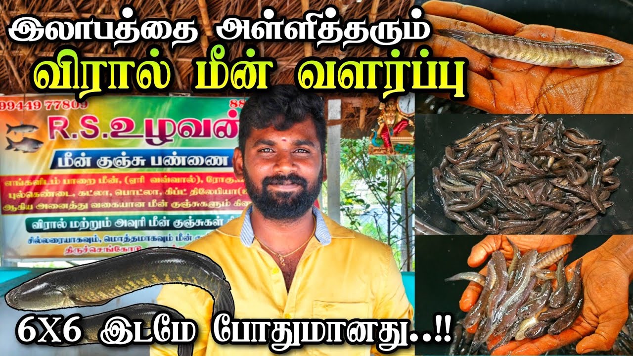 இலாபத்தை அள்ளித்தரும் விரால் & அவுரி மீன் வளர்ப்பு | குறைவான இடத்தில் நிறைவான வருமானம் | #Mural Fish