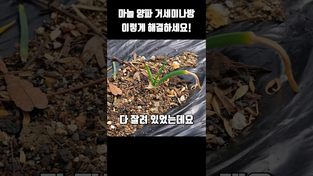 마늘 양파 해충피해 비상 이렇게 해결하세요!