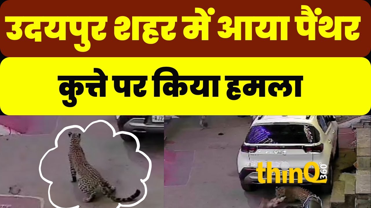 panther | udaipur | अब उदयपुर शहर में आया पैंथर | क्षेत्रवासियों में दहशत,कुत्ते पर किया हमला