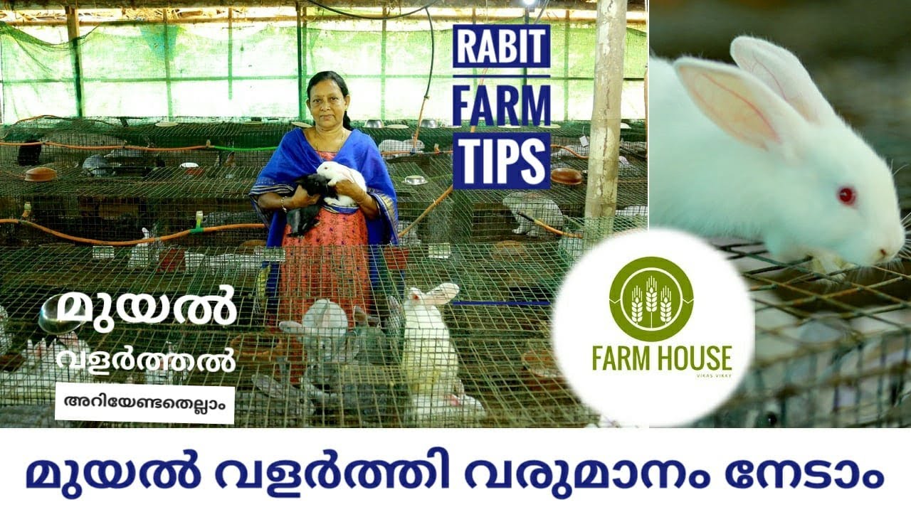 മുയൽ വളർത്തൽ ലാഭകരം ആക്കാം | RABBIT FARM KERALA | MUYAL VALARTHAL | FARMHOUSE VIKKY |