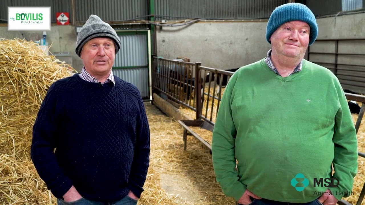Tackling pneumonia in calves in Co. Wexford