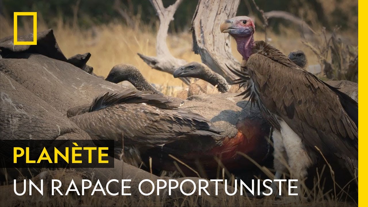 Les vautours, des oiseaux opportunistes