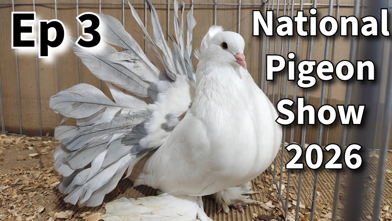 Grand Pigeons Show 2026 Ep 3 | Gujarat Pigeon Club | Hungarian, King and Shirazi Breeder Interview