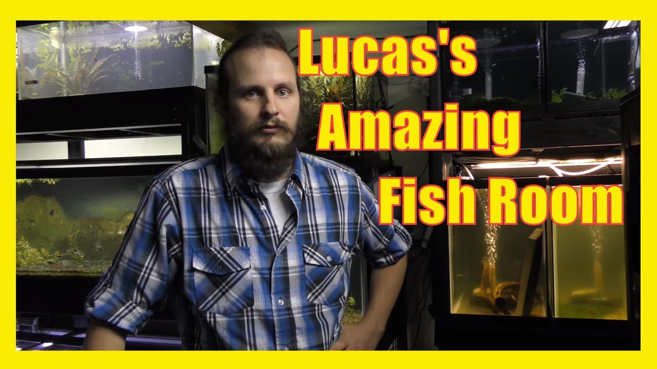 L.R.Bretz's Aquatics Fish Room Tour Part 2 | Rainbowfish Livebearers Ponds Planted tanks Shrimp