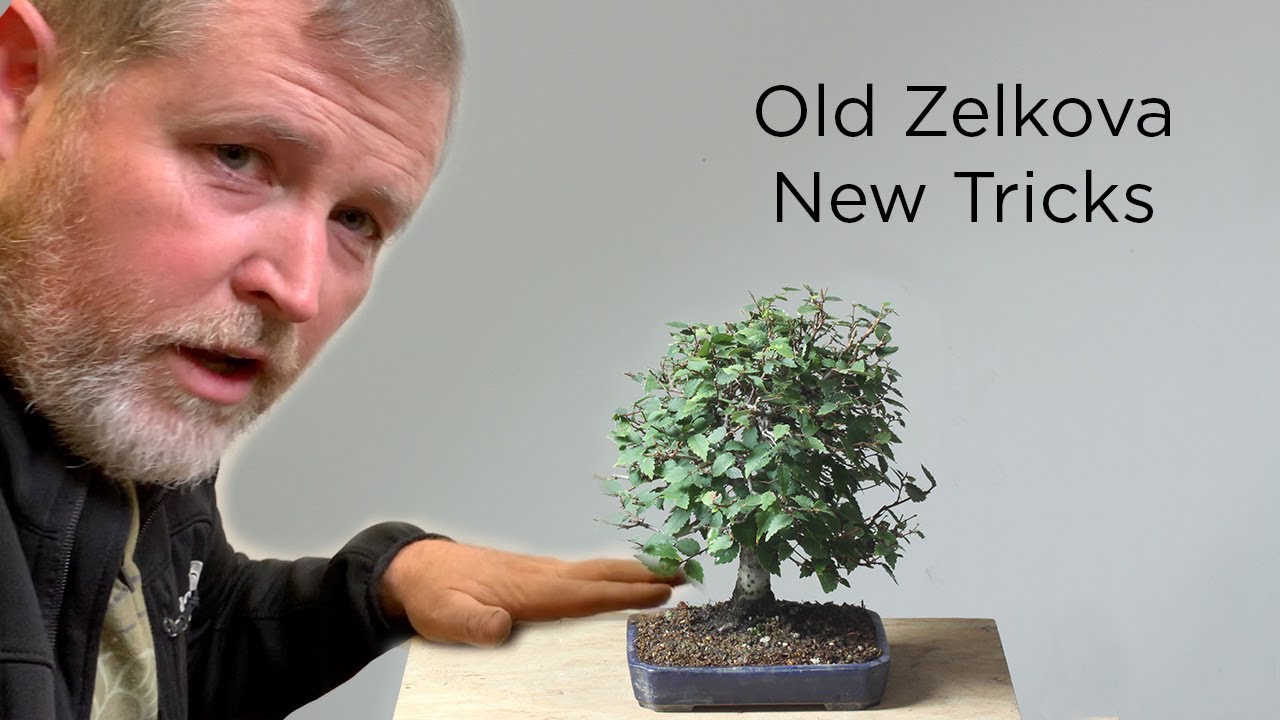 Bonsaify | Old Zelkova, New Tricks