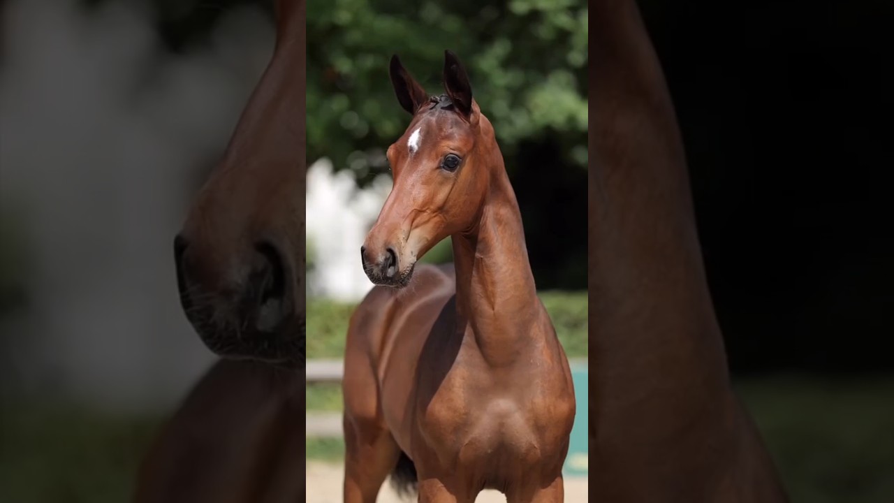 hourse beautiful #animalbreeding #sansansehorhorse #horse