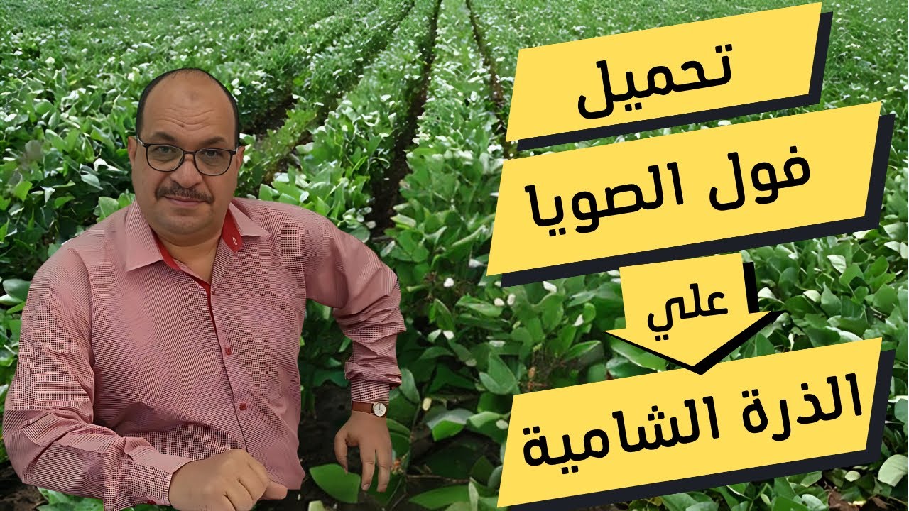 تحميل فول الصويا علي الذرة الشامية