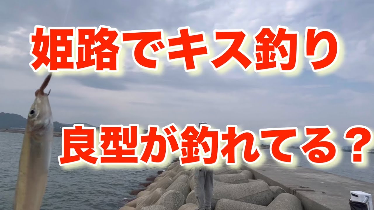 姫路でキス釣り！デカキスが釣れているときいて！