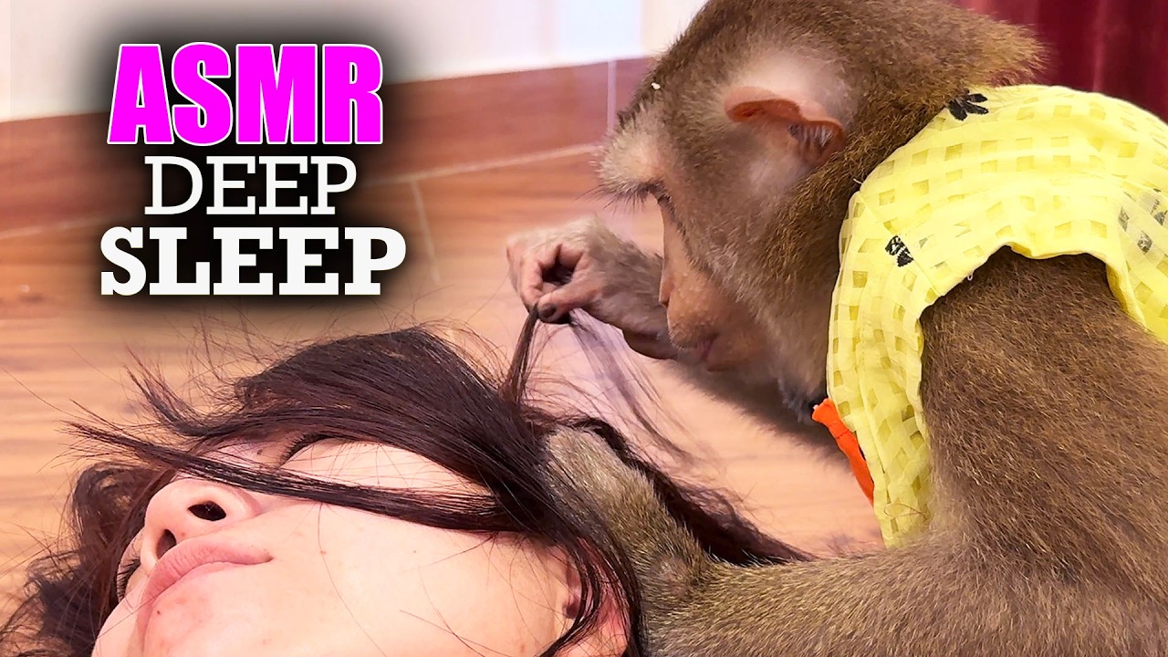 ASMR Deep Sleep | Real Monkey Hair Picking & Scalp Massage (No Talking) For Deep Relax