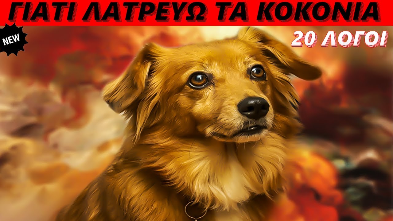 20 λόγοι γιατί το Κοκόνι είναι η αγαπημένη μου ράτσα σκύλων.