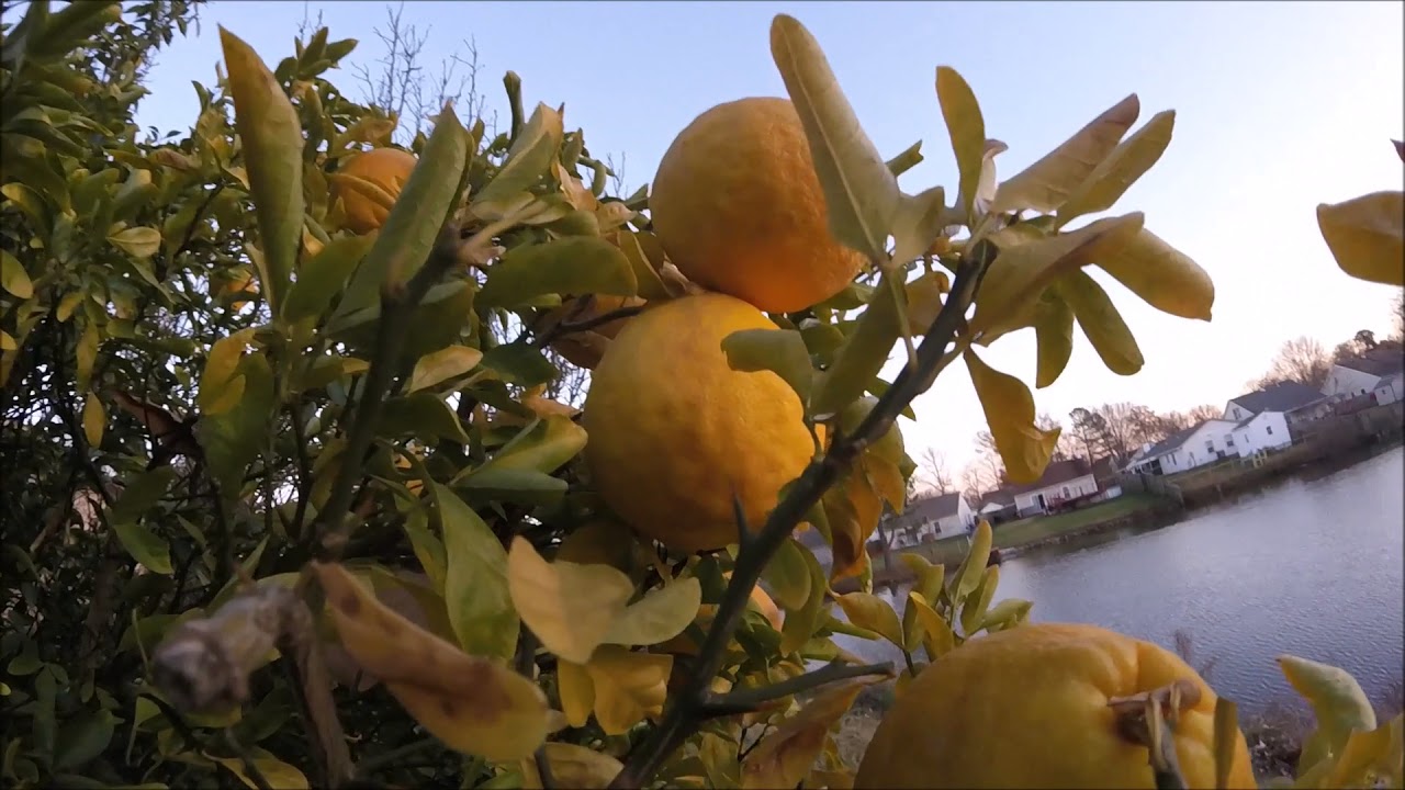 Hardy In ground citrus Dec 2017