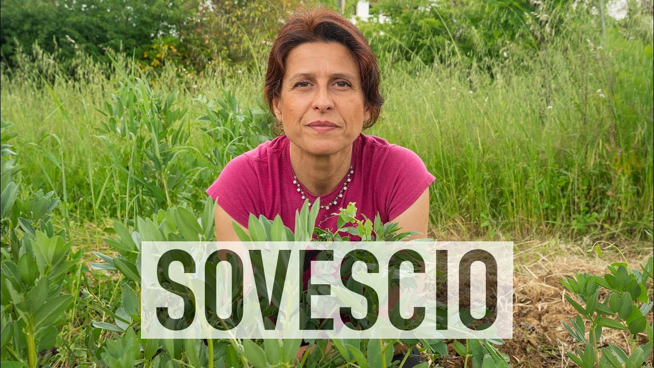 SOVESCIO NELL'ORTO. TUTTI I VANTAGGI DELLE COVER CROPS
