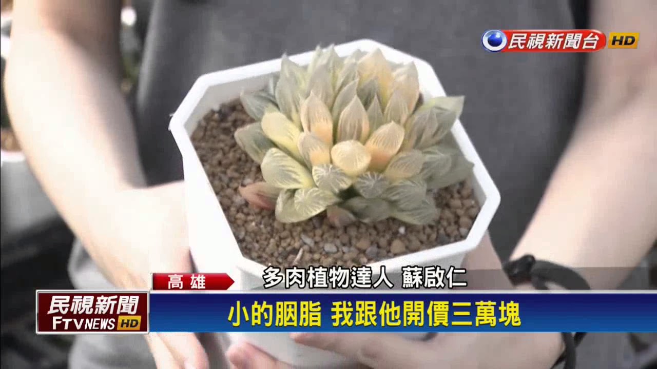 栽種多肉植物聞名  蘇啟仁轉行成功－民視新聞