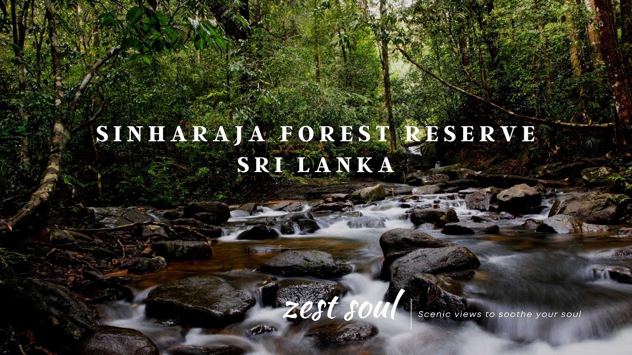 Sinharaja Forest Reserve - Sri Lanka | Scenic Views to Soothe Your Soul