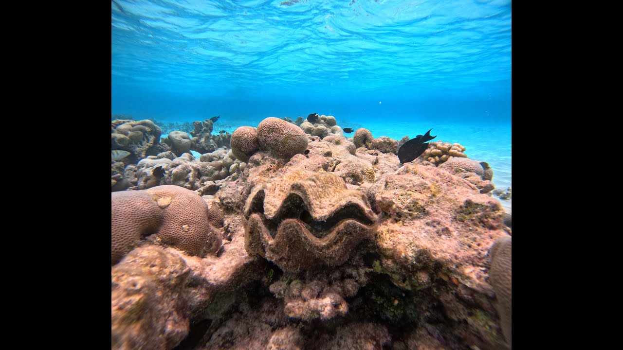 Canareef resort Maldives Snorkeling Sunsetbeach Sept.'24