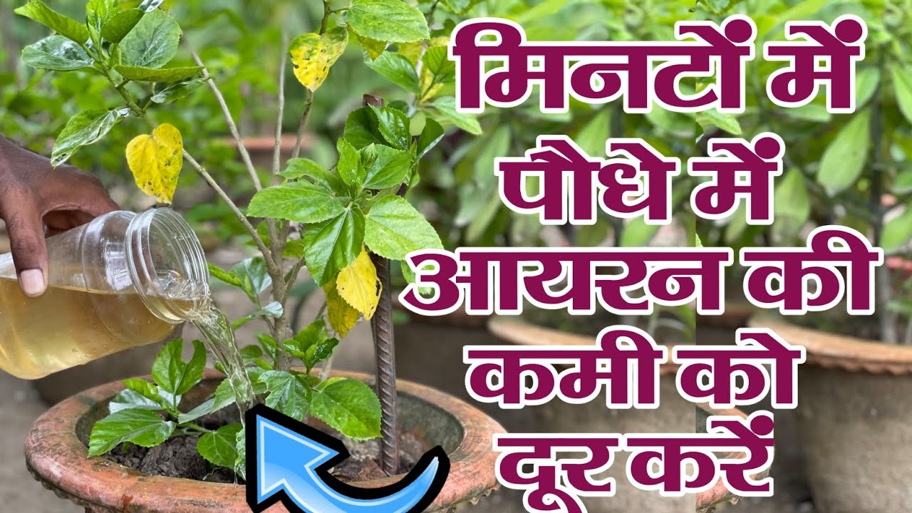 मिनटों में पौधे में आयरन की कमी को दूर करें || Iron Deficiency in Plants Organic Treatment