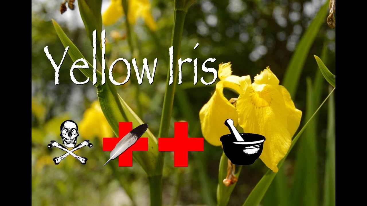 Yellow Iris: Poison, Medicinal & Other Uses