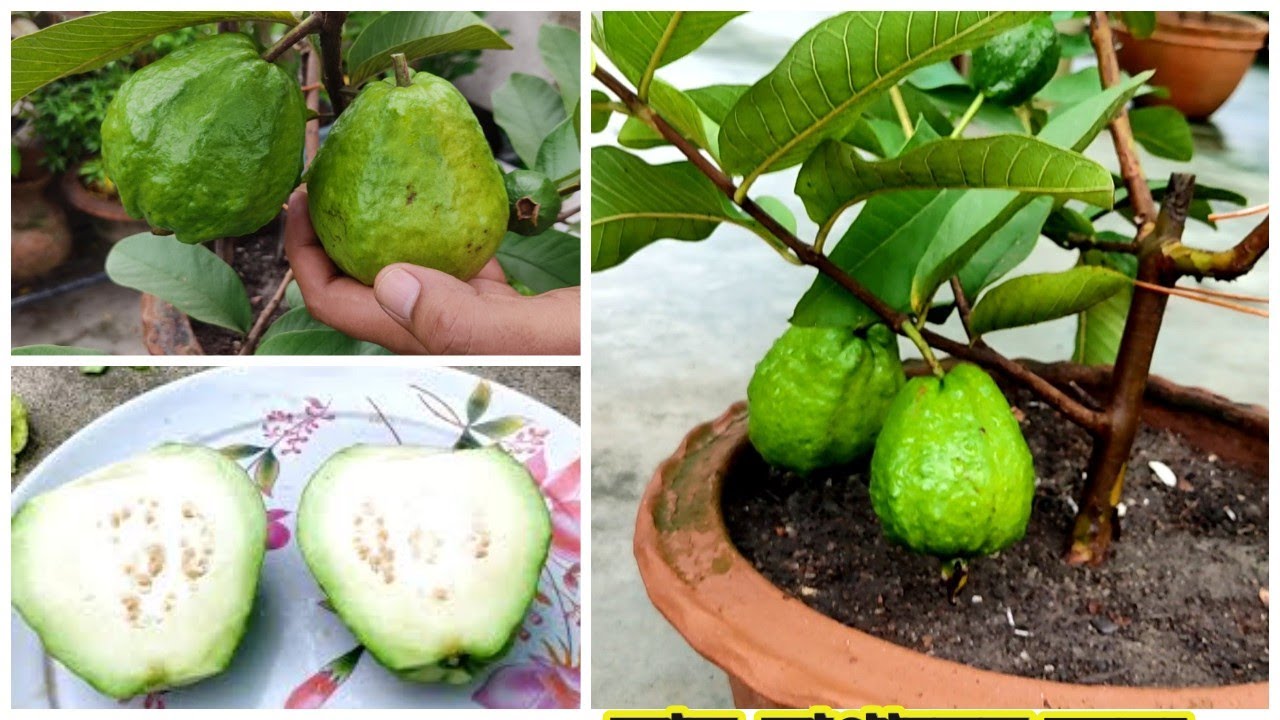 টবে পেয়ারা চাষ। জৈব পদ্ধতিতে ৬ মাসের গাছেই প্রচুর পেয়ারা। How To Grow  Organic Guavas in Pot।।