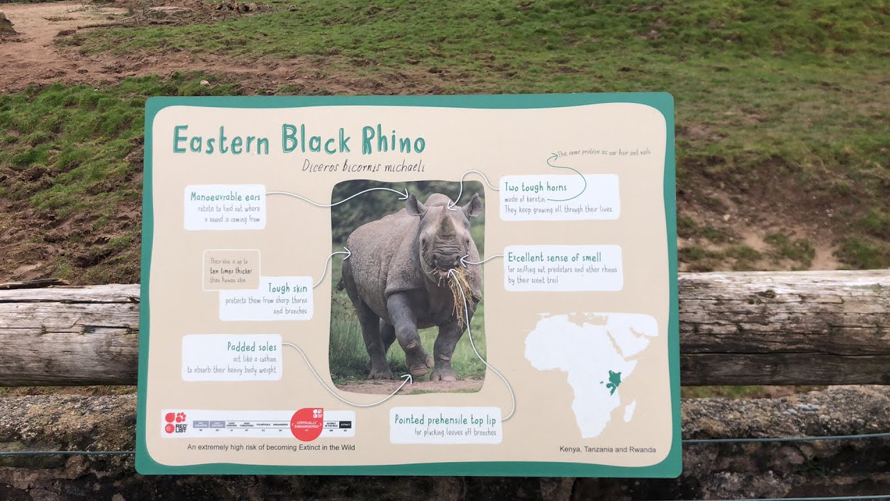 🎥 LIVE VIRTUAL ZOO DAY: The Eastern Black Rhino 🦏