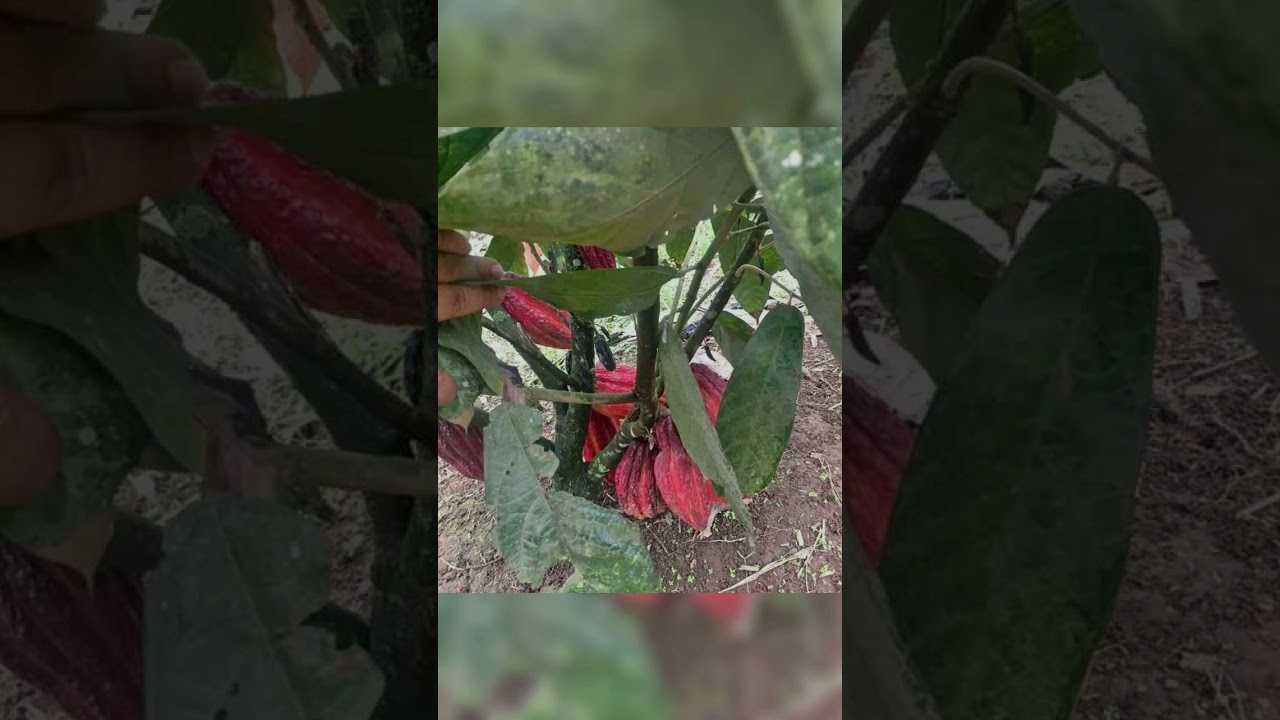 El cacao CCN51 en Ecuador