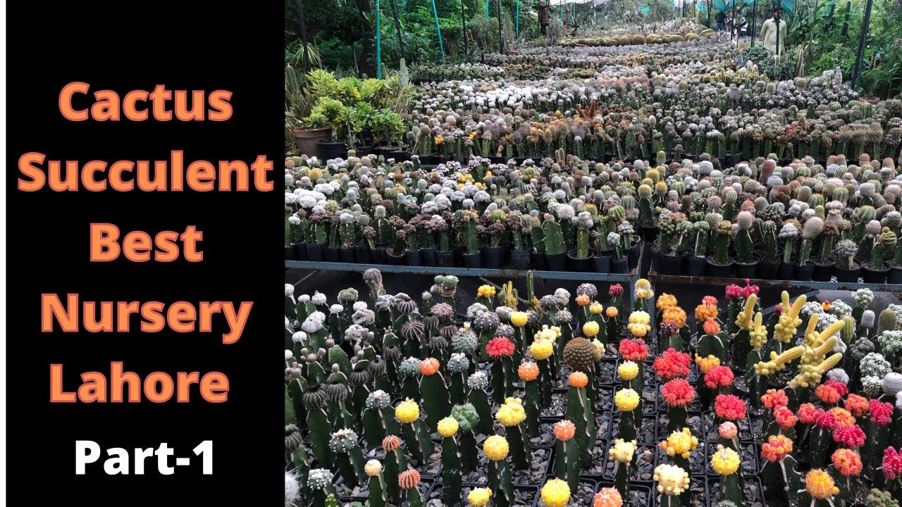 Cactus and succulent best Nursery in Lahore -Urdu-Hindi - English subtitle