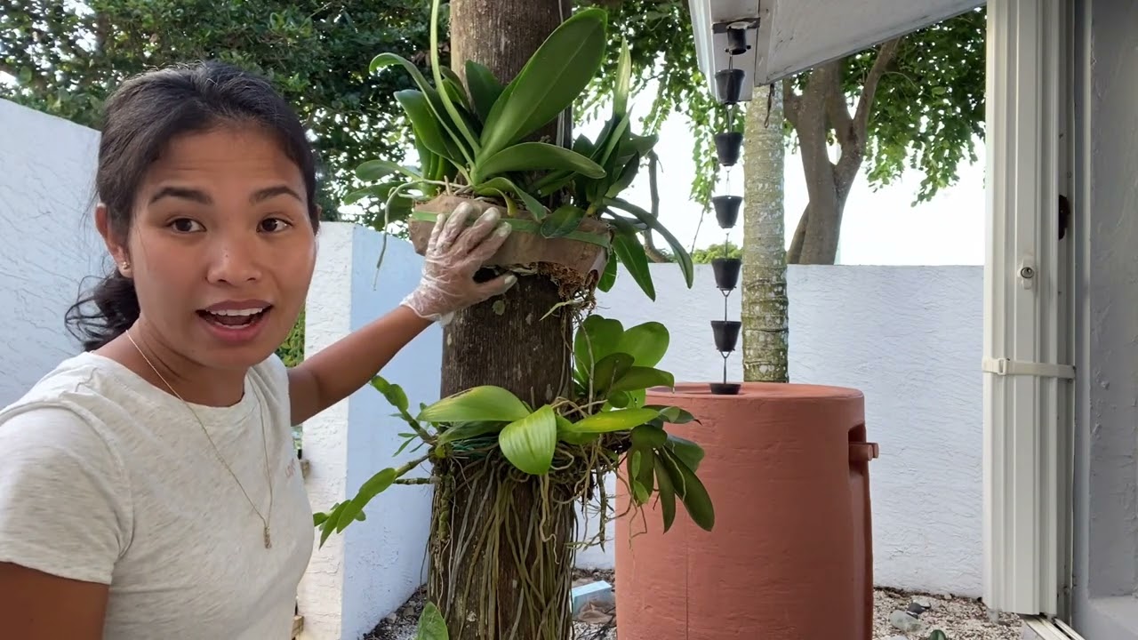 Phalaenopsis Orchids On trees Project, outdoor orchids,