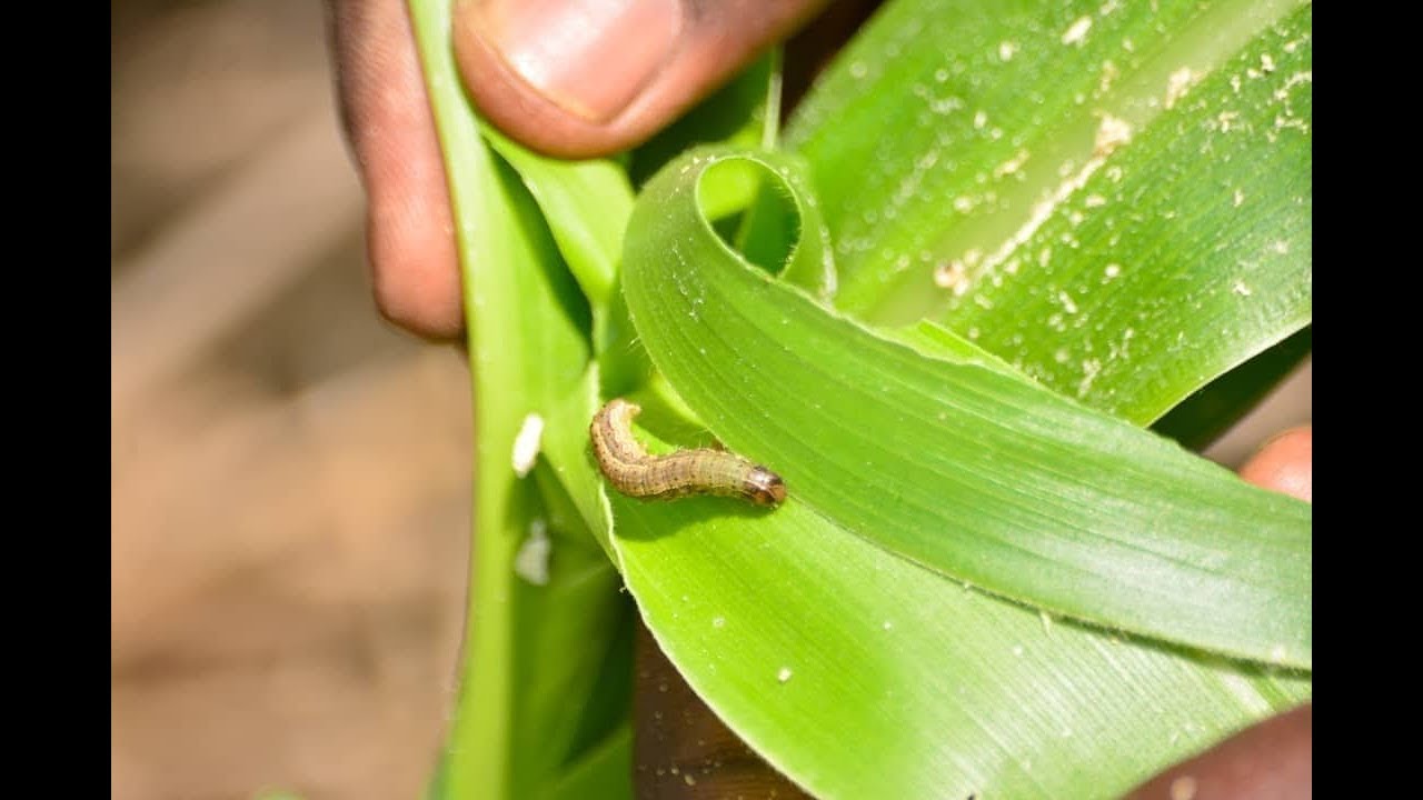 Fall Army Worm Control with bait - 100% Control