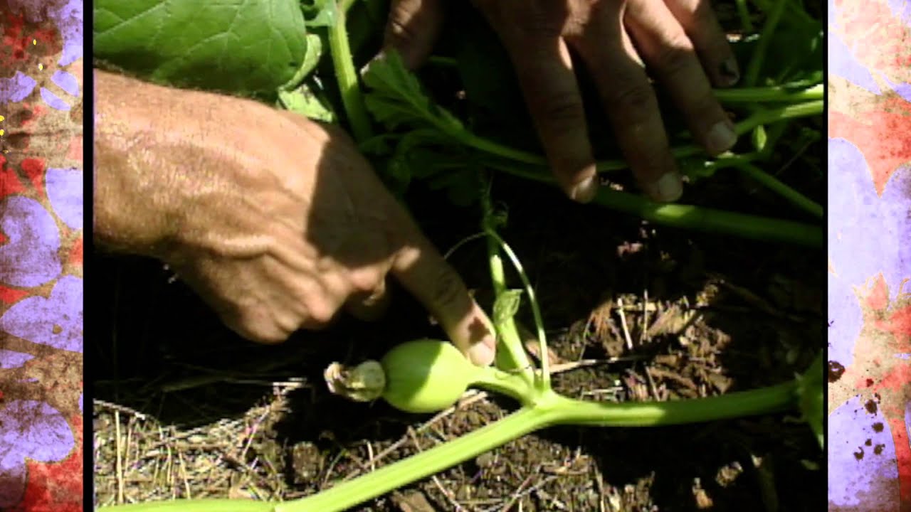 Growing Pumpkins