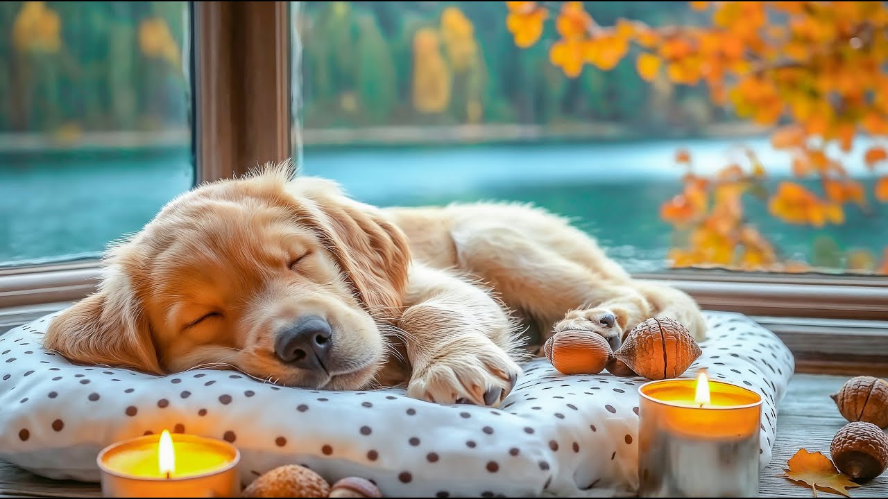 Music for Dogs to Sleep Immediately 🐾Music Helps To Deep Sleep And Reduce Separation Anxiety In Dogs