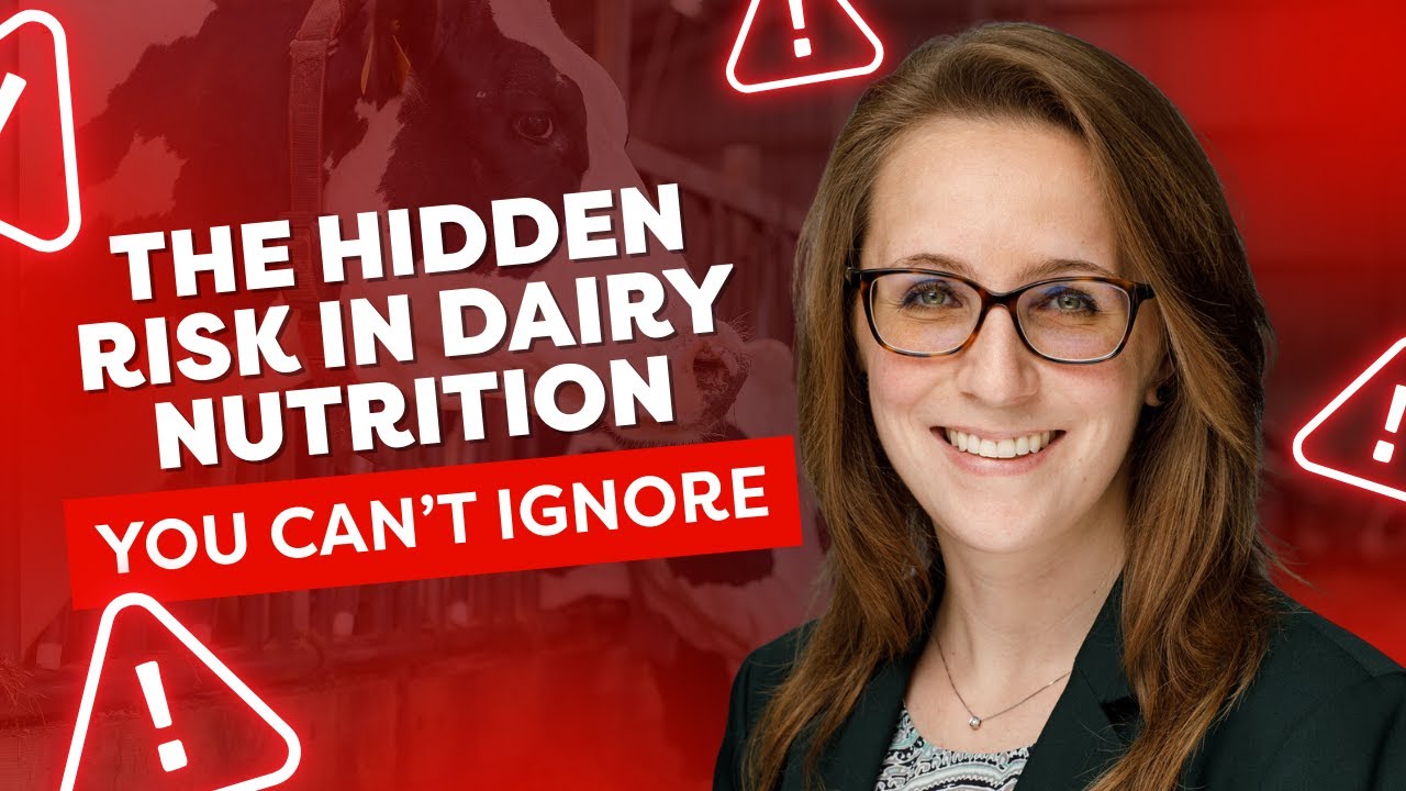 How Even Low Mycotoxin Levels Can Cause Major Harm in Cattle - Dr. Paige Gott
