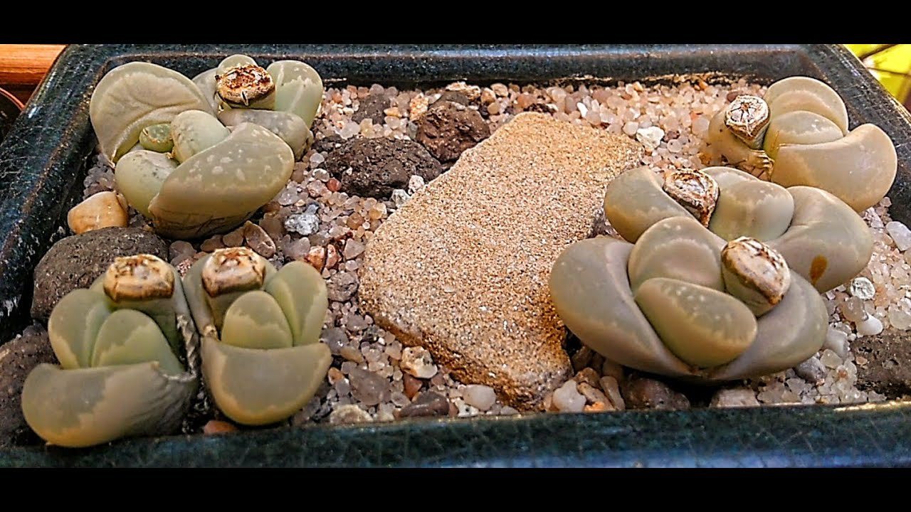 21.  Cápsulas de semillas abiertas en los Lithops optica, tras una tormenta de verano.