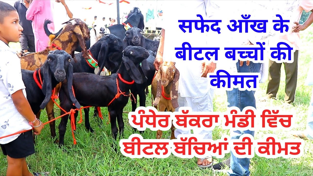ਬੀਟਲ ਬੱਕਰੀ ਬੱਚਿਆਂ ਦੀ ਕੀਮਤ || Pandher Bakra Mandi || @ILTILANATV