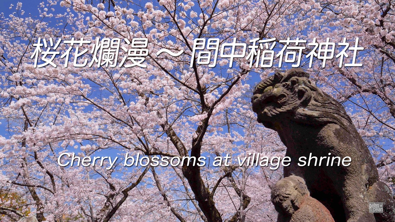 【4K】桜花爛漫〜間中稲荷神社　Cherry blossoms at village shrine