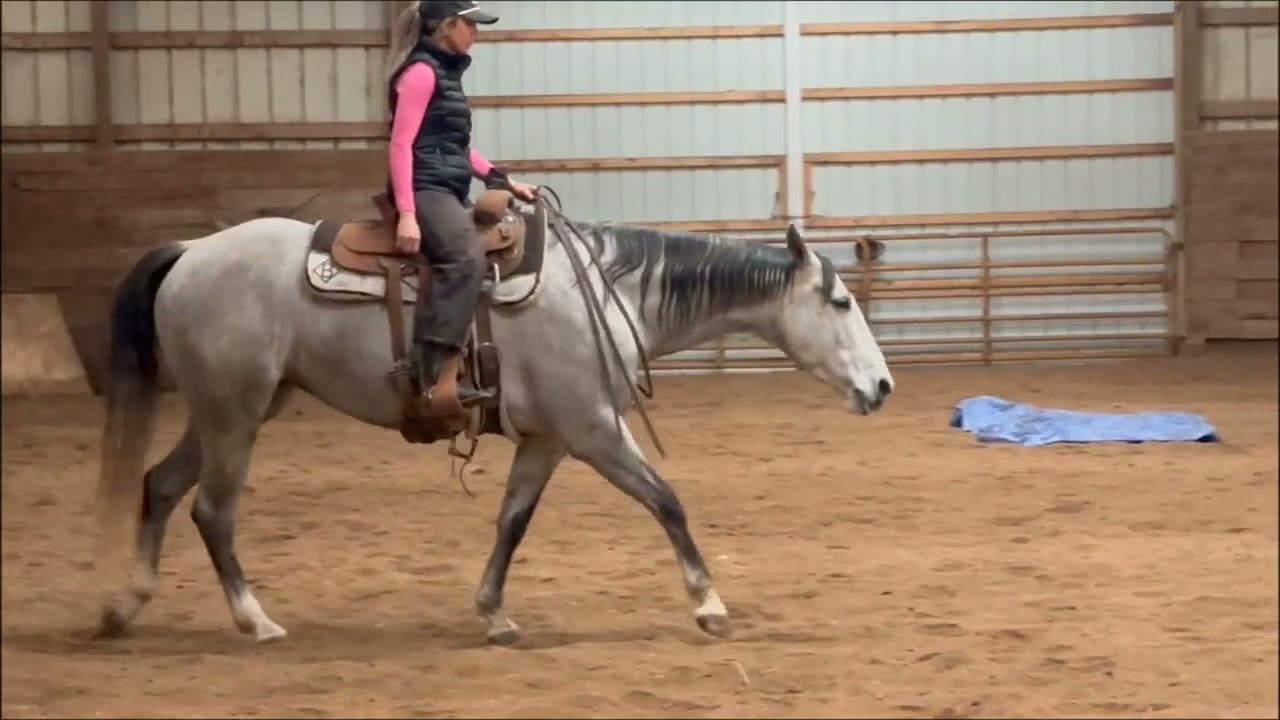 Piper AQHA 7yr old mare 