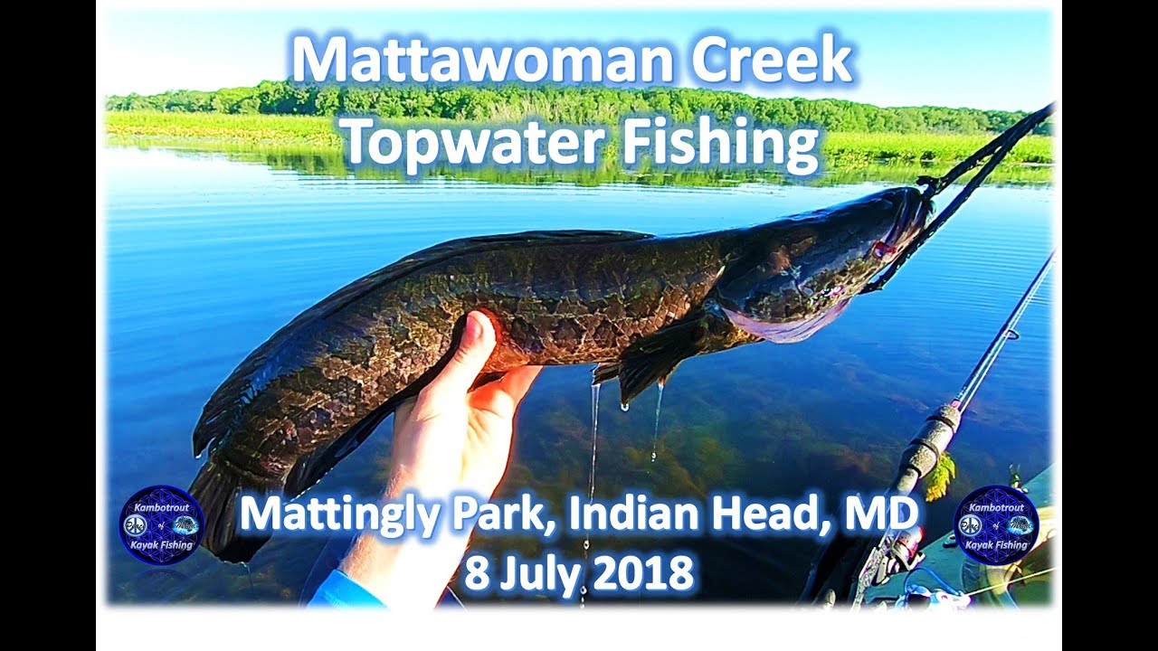 Mattawoman Creek Topwater Fishing, 8 July 2018