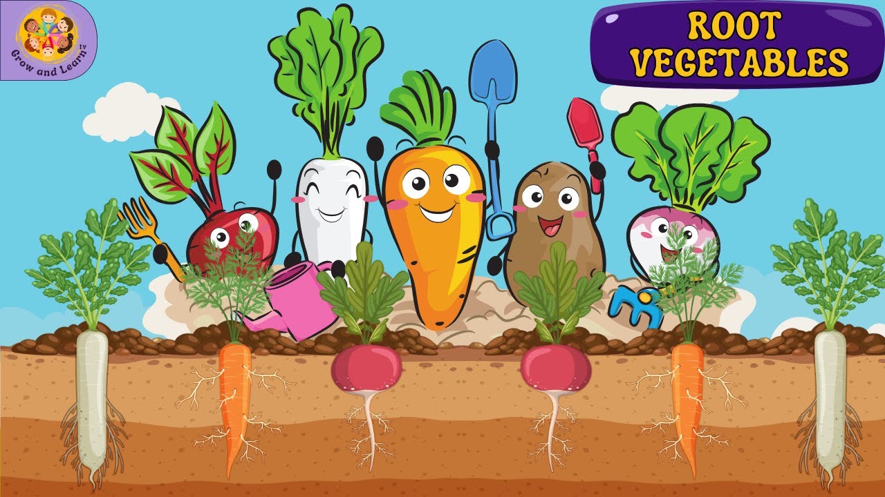 What Are Root Vegetables | Root Vegetables Name For Kids | Different Types Of Root Vegetables
