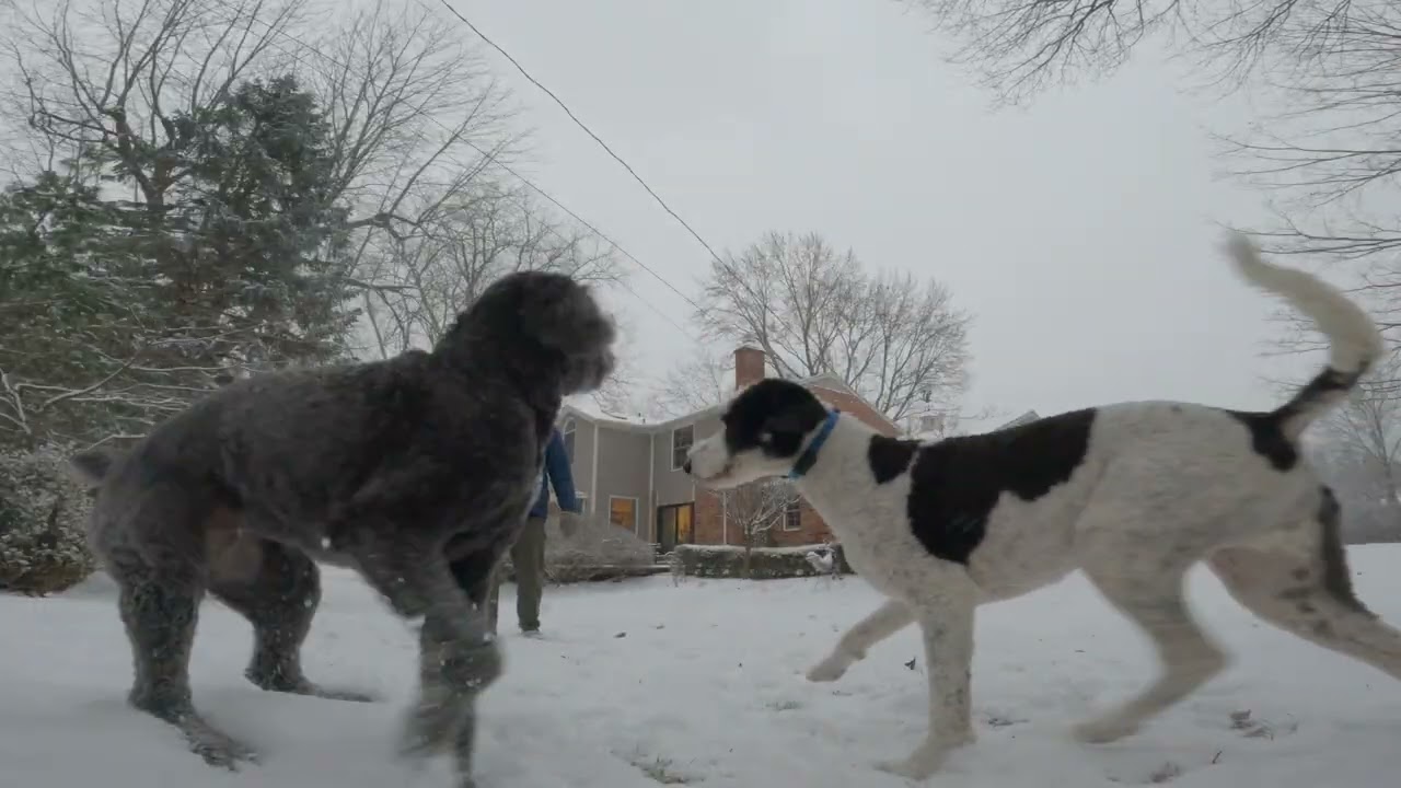 My dawgs n i