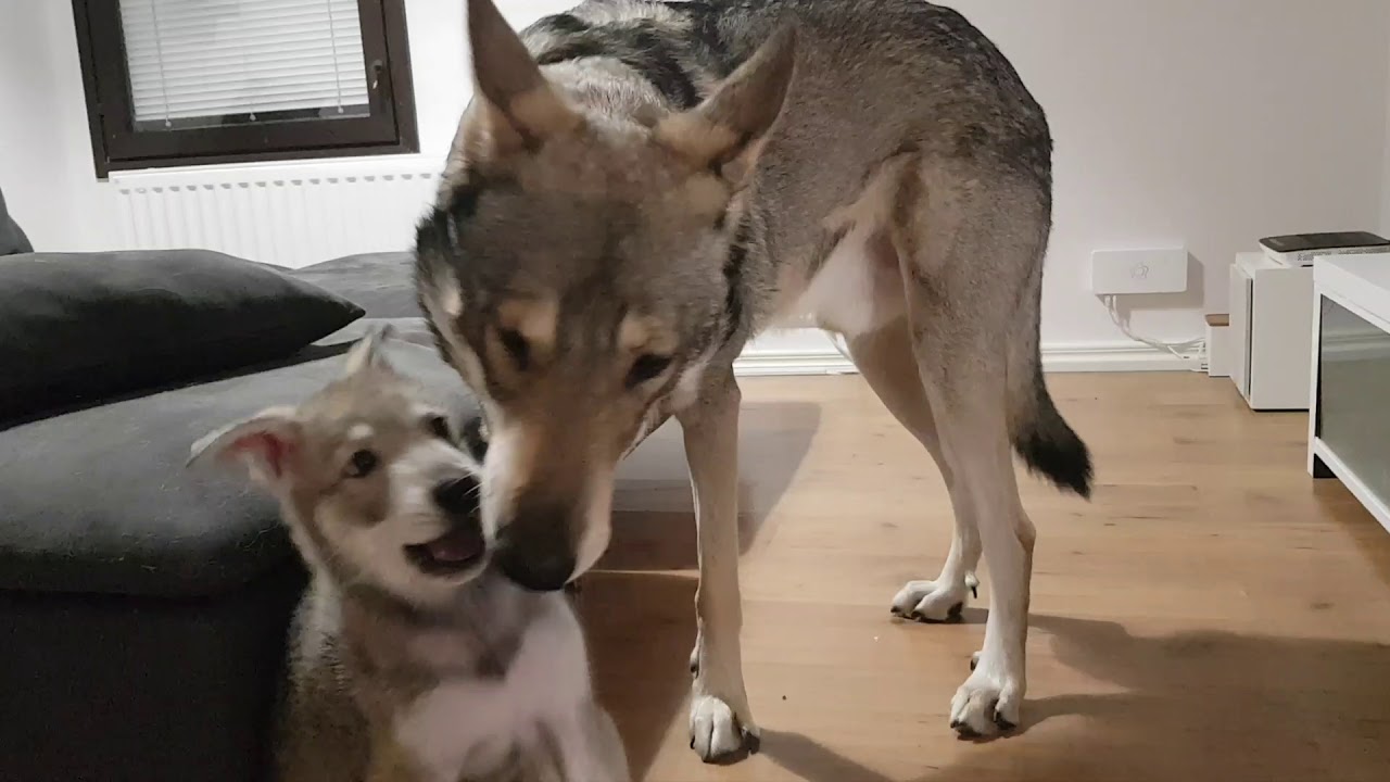Sepe the Saarloos wolfhond wild wild evening