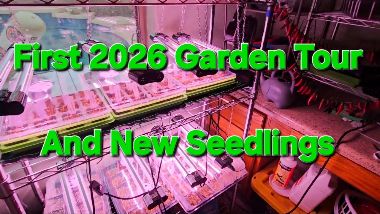 First Garden Tour of 2026 [Potato sneak peek] and new seedlings are coming up!