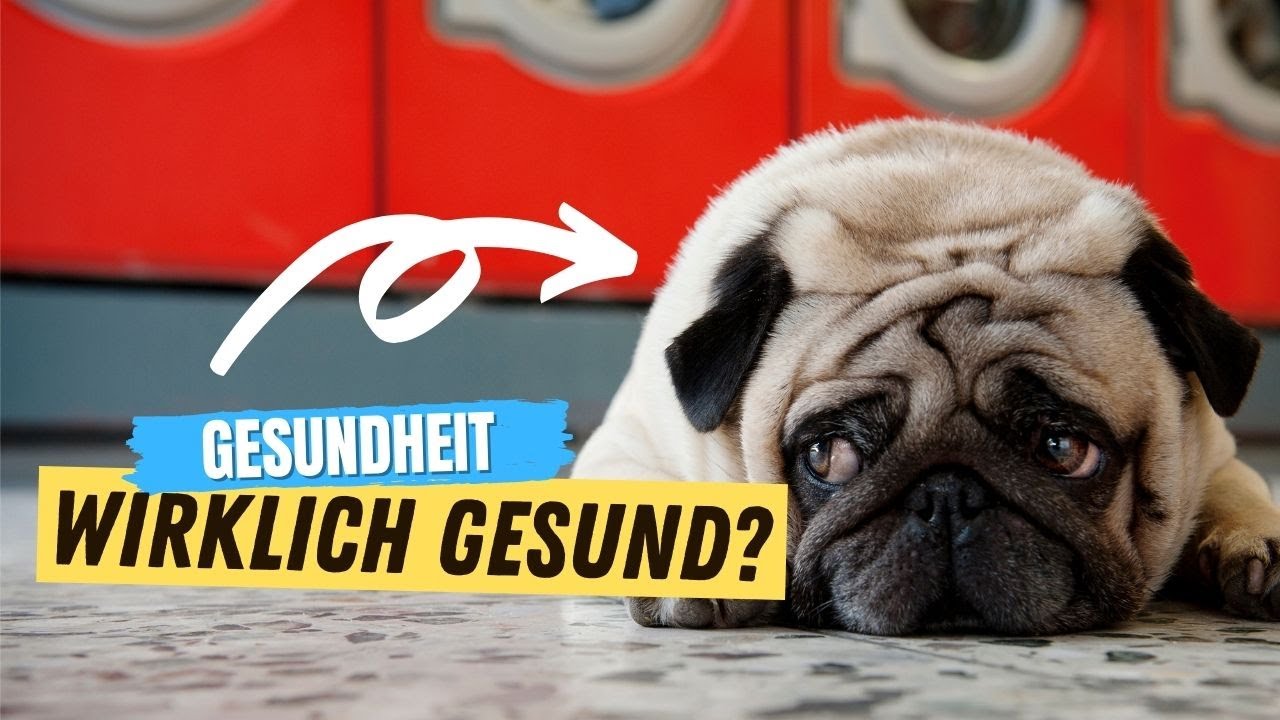6 Anzeichen dafür, dass dein Hund GESUND ist ✅