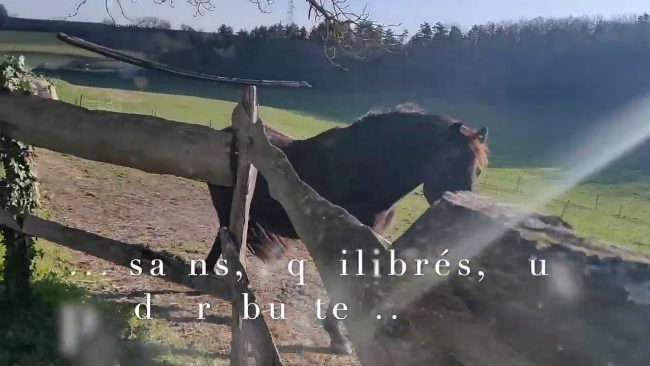 Un paradis pour chevaux en France