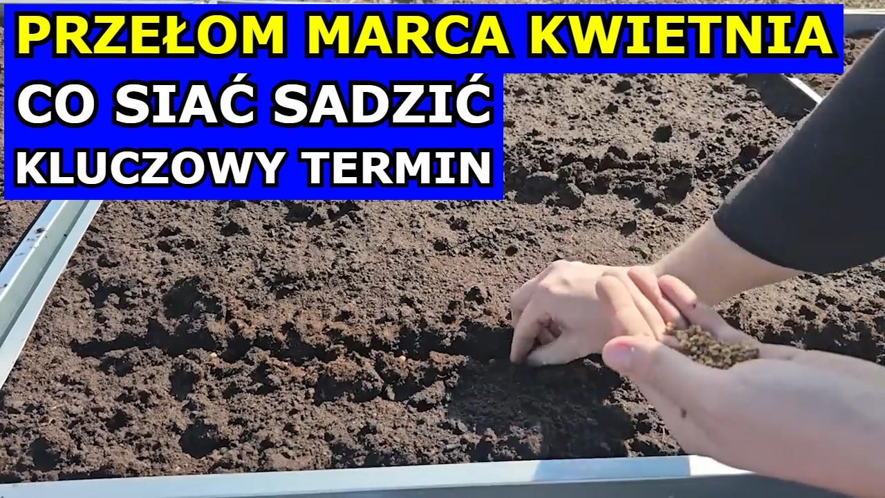 Wysiej na Przełomie Marca i Kwietnia te Warzywa. CO SIAĆ SADZIĆ w Marcu Kwietniu Kluczowy Miesiąc.