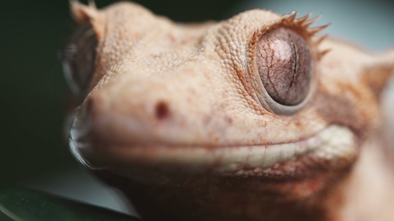 [SLRCLUB Brand Review] SONY FE 100mm F2.8 Macro GM OSS - Sample Movie 2