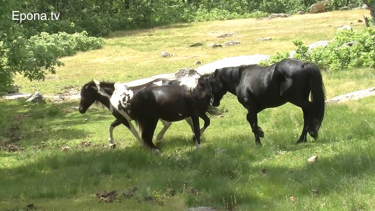 Real ethology with Lucy Rees, part 8: Time to go