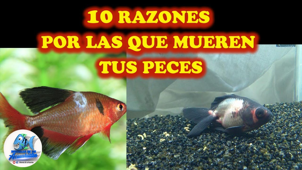 10 RAZONES POR LAS QUE MUEREN LOS PECES