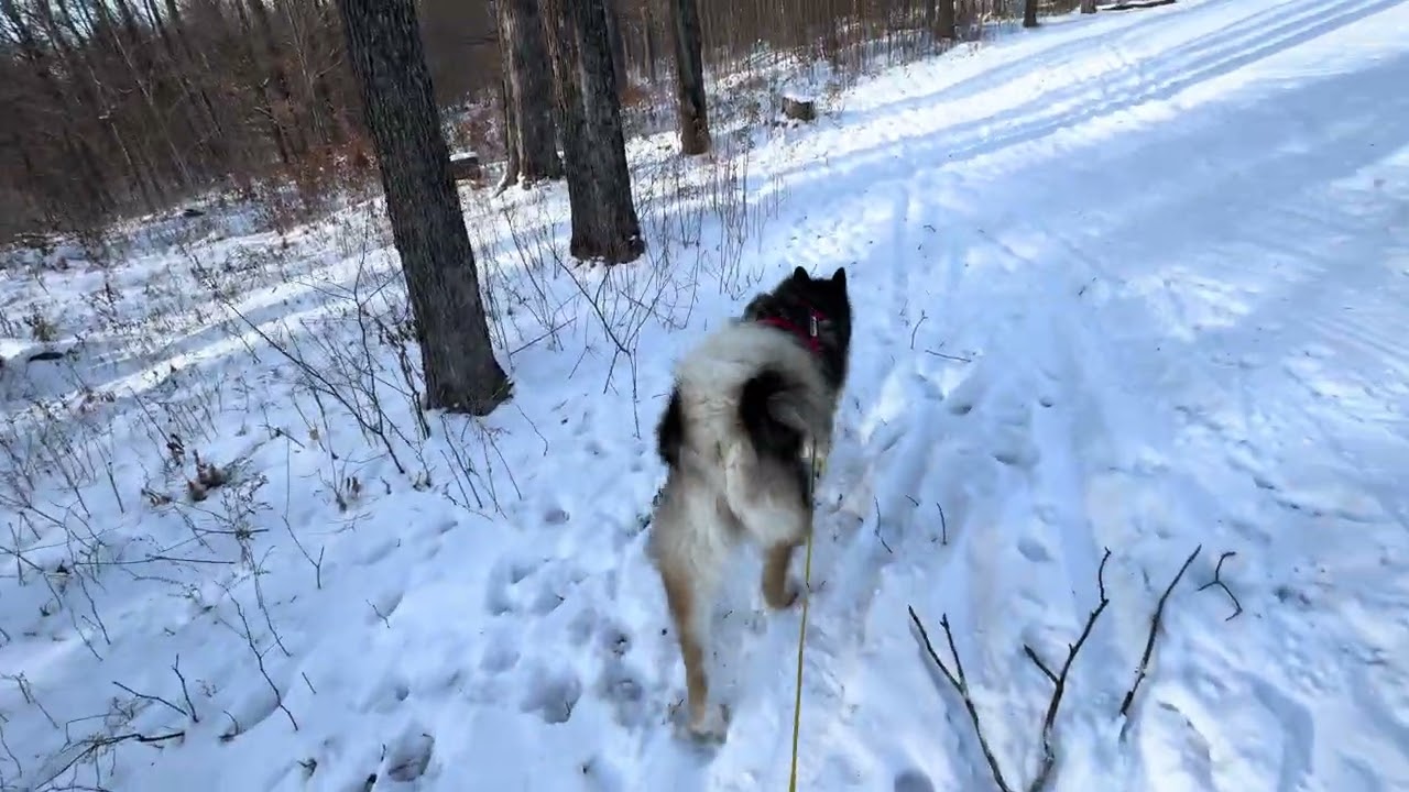 Raven The Alaskan Malamute Skiing Dog 4K  #dog #sports #winter #fun