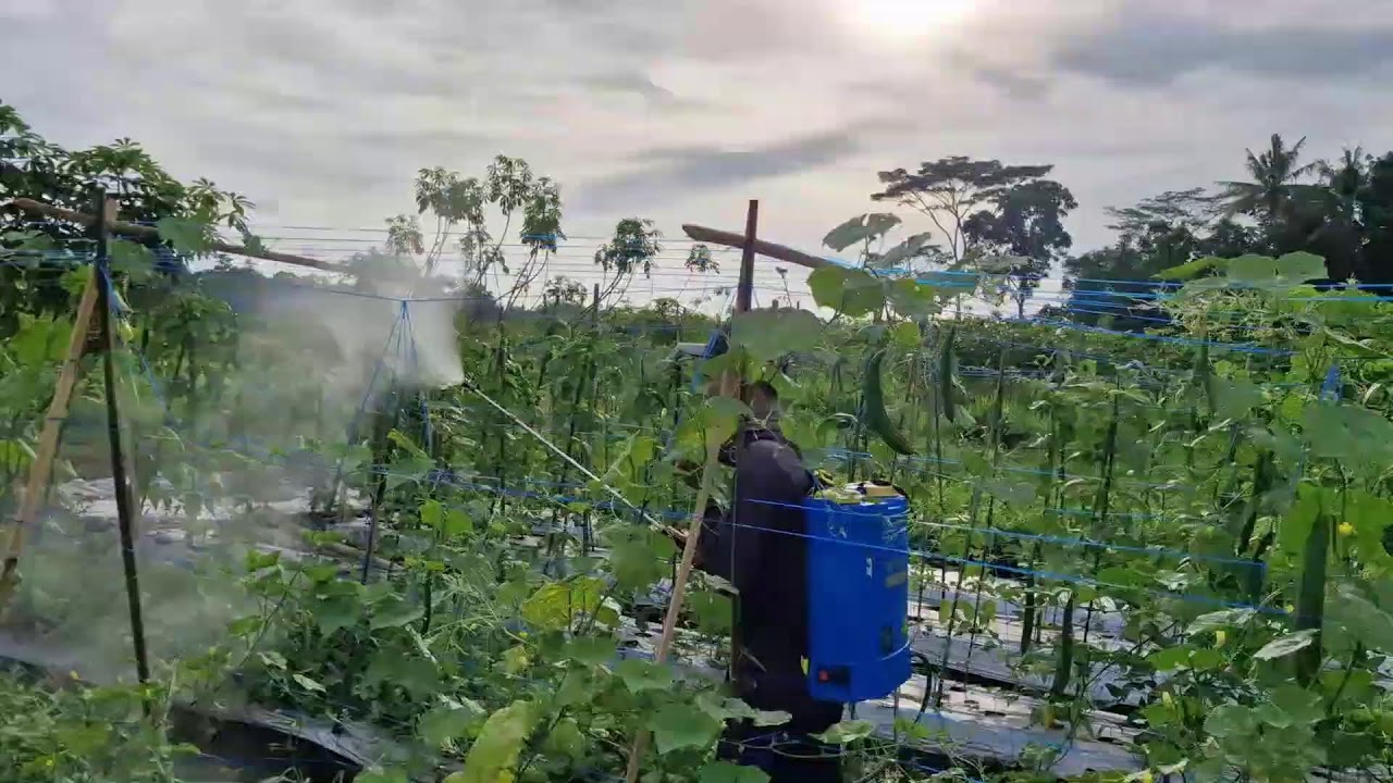 GENIUS FARMER TRICK: STOP FRUIT FLIES FROM DAMAGING YOUR CLIMBING PLANTS - Agriculture Gardening