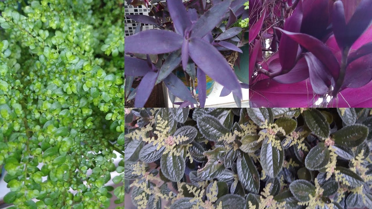 10 Plantas Simples Que Enchem O Vaso Muito rápido