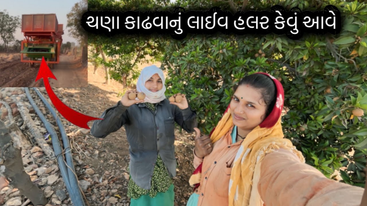 ચણા નું પેટી વાળું હલર કેવું આવે // કેવી રીતે ચણા લાઈવ હલર માં કઢાવ્યા 